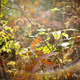 Illustration for article titled 48 Photos Of Autumn Around The World